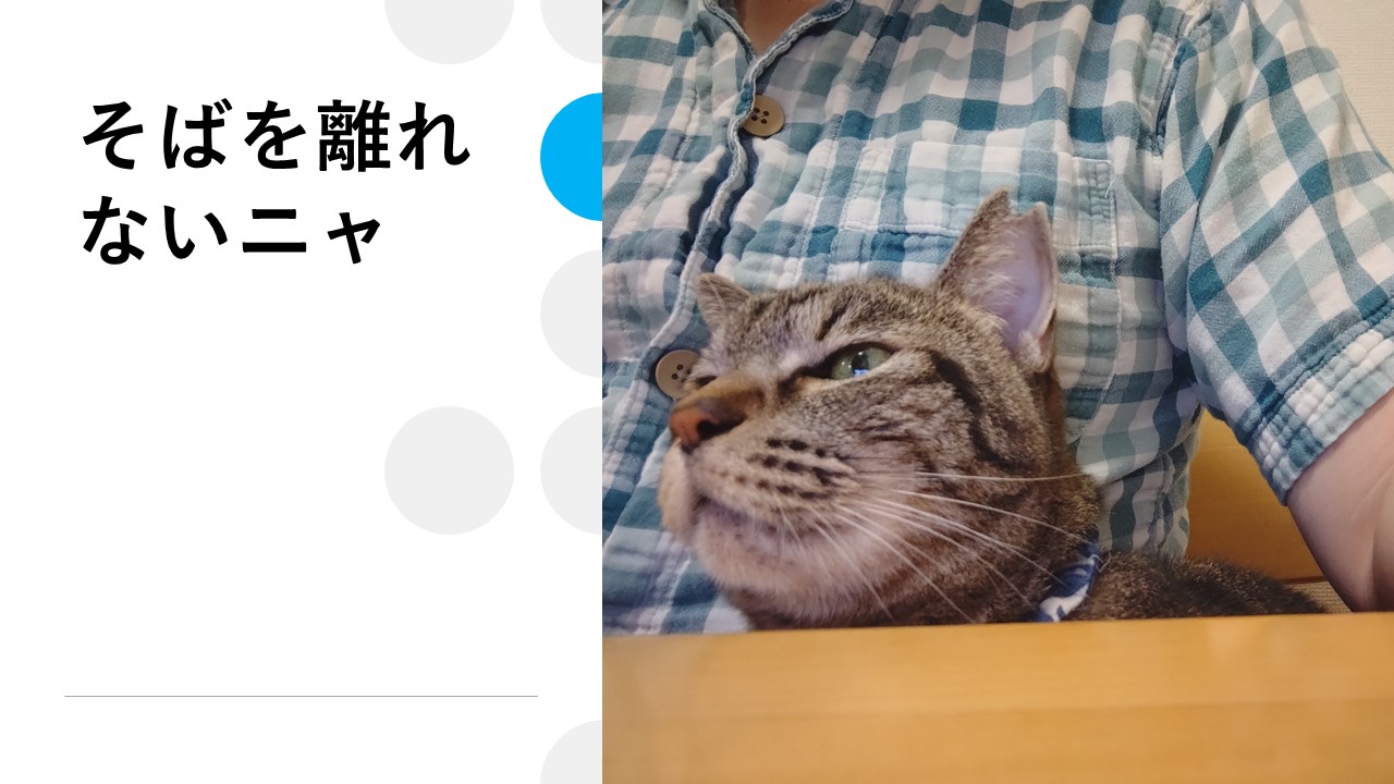 飼い主に寄り添う猫